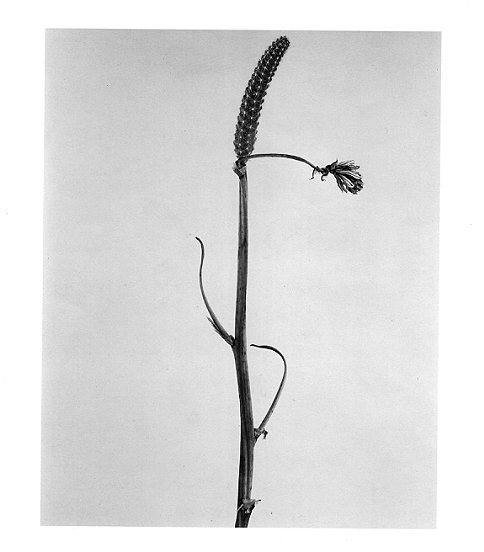 Joan Fontcuberta From the Series Herbarium, 1982